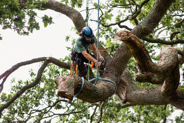 Best Tree Risk Assessment  in Forestdale, MA