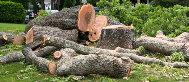 Best Palm Tree Trimming  in Forestdale, MA