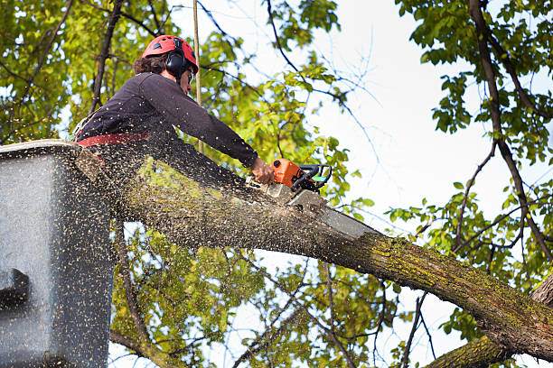 Best Stump Grinding and Removal  in Forestdale, MA