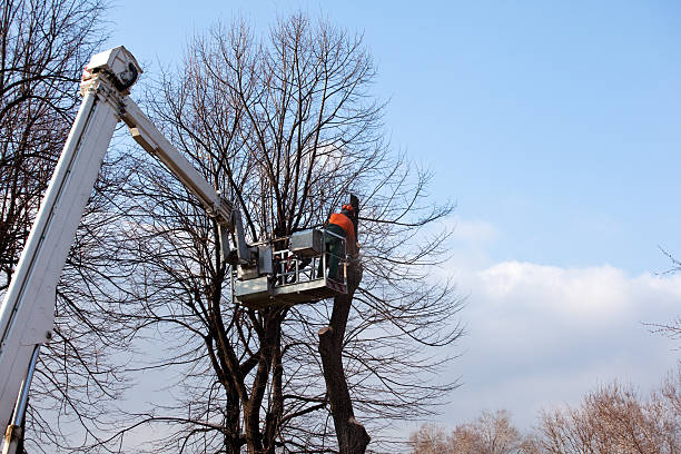 Best Tree Cabling and Bracing  in Forestdale, MA